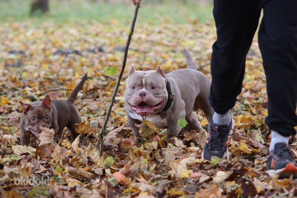 American pocket Bully (foto #1)