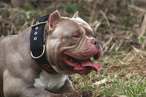 American pocket Bully (6 foto no 7)