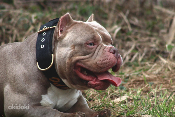 American pocket Bully (foto #6)