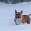 American pocket bully (foto #1)