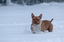 American pocket bully