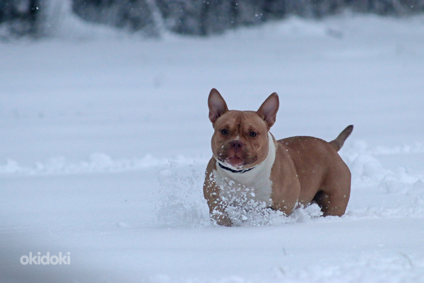 American pocket bully (foto #1)