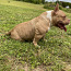 American pocket bully (foto #5)