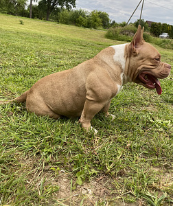 American pocket bully (5 foto no 9)