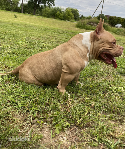 American pocket bully (foto #5)