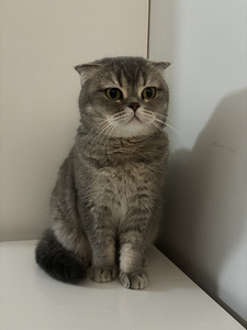 Scottish fold