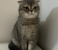 Scottish fold