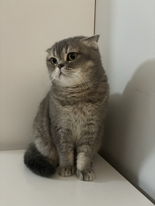 Scottish fold (2 valokuva sivusta 6)