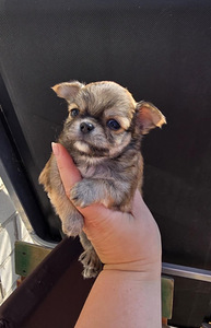 Chihuahua narttupentu
