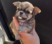 Chihuahua narttupentu