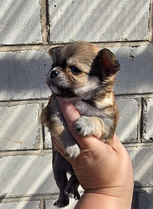 Chihuahua narttupentu (2 valokuva sivusta 2)