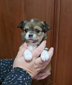 Chihuahua narttupentu (1 valokuva sivusta 3)