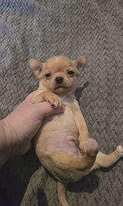 Chihuahua urospentu (2 valokuva sivusta 2)