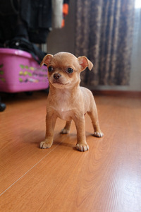 Chihuahua urospentu lyhytkarvainen (1 valokuva sivusta 1)