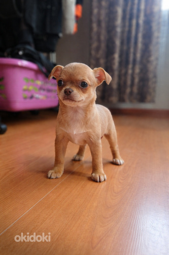 Chihuahua urospentu lyhytkarvainen