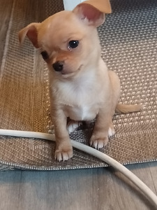 Chihuahua urospentu (1 valokuva sivusta 3)