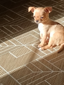 Chihuahua urospentu (2 valokuva sivusta 3)