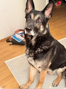 Saksanpaimenkoira/malinois (5 valokuva sivusta 5)