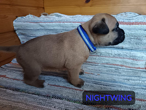 Americanbulldog X Cane Corso MIX-pennut (9 valokuva sivusta 9)