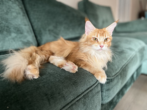 Maine coon otsib peigmeest