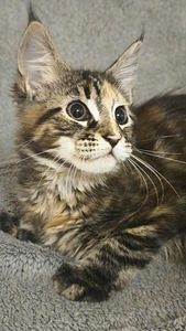 Maine Coon котята (2 фото из 2)