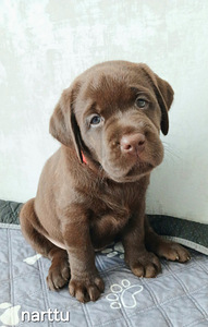 Labradorinnoutajan pennut (7 valokuva sivusta 9)