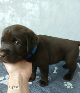 Labradorinnoutajan pennut (8 valokuva sivusta 9)