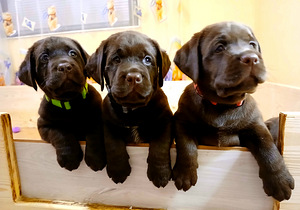Labradorinnoutajan pennut (9 valokuva sivusta 9)