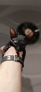 Кошка (3 фото из 5)