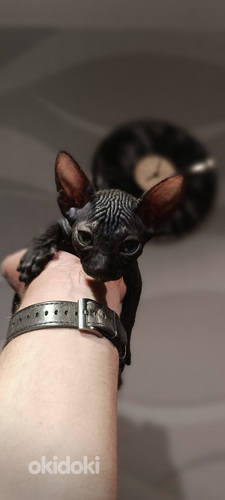 Кошка (3 из 5)
