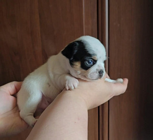 Chihuahua urospentu
