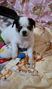 Chihuahua urospentu