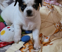 Chihuahua urospentu