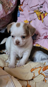 Chihuahua narttupentu (2 valokuva sivusta 2)