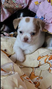 Chihuahua narttupentu