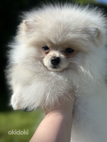 Pomeranian (foto #4)