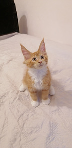 Продам КОТЯТ МЕЙН КУН, (2 фото из 3)