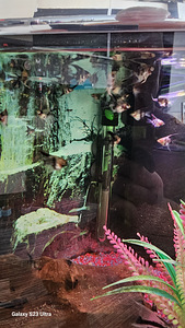 Noored skalaarid, väga ilus värvus. 3 kuud, karantiin läbitud (2 foto / 4)
