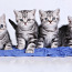 Британские короткошерстные кошки (фото #1)