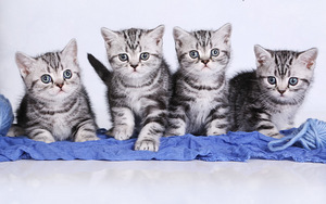 British Shorthair cats (1 foto / 2)