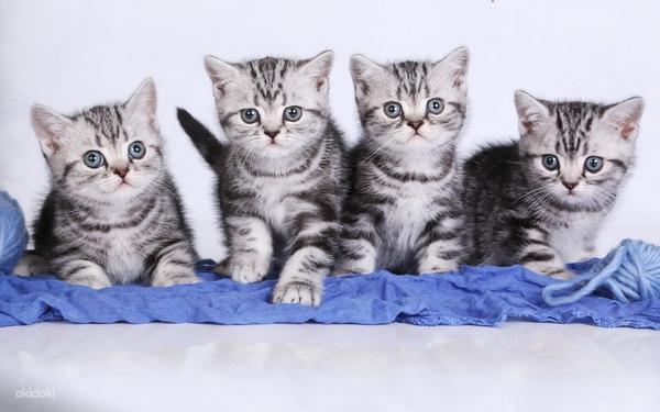 British Shorthair cats (foto #1)