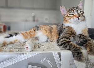 Кошка ищет кота (2 фото из 2)