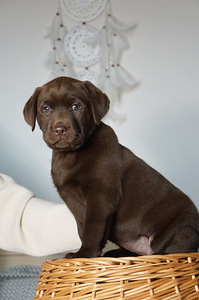 Super skaisti labradori (8 foto no 10)