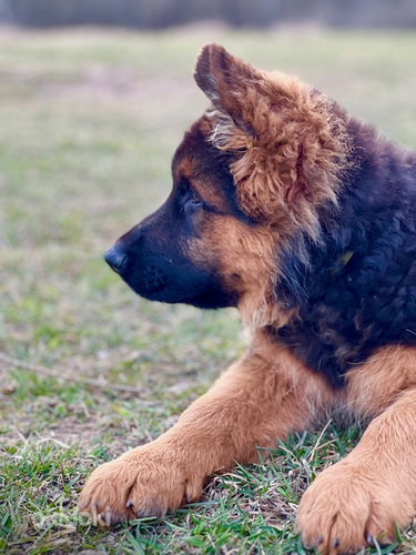 Izcili Vācu aitu suņa puikas