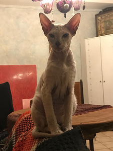 Кот (2 фото из 4)