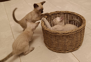 Orientālie kaķi (2 foto no 8)