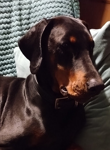Doberman (1 valokuva sivusta 1)