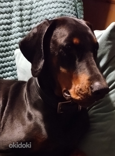 Doberman
