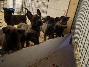 Malinoisin pennut