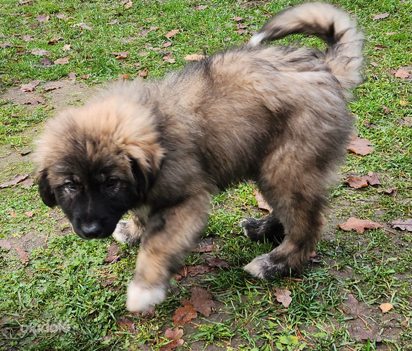 Kaukāza aitu suņa jaukteņi